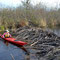 An industrious crew of beaver damned up Mitchell Creek just east of West Lake Mitchell Drive. 