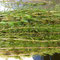 Eurasion milfoil. 