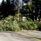 High winds on October 26-27 dropped a tree near Poplar Court. 