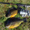 Jumbo size sunfish are frequently caught in Lake Mitchell.