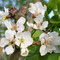 Frühling - Foto Andrea Weinke, Gross Laasch Flexibel e.V.