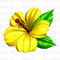 Yellow Hibiscuss　黄色いハイビスカス