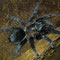 0.1 Brachypelma schroederi