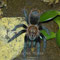 0.1 Brachypelma verdezi