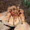 0.1 Grammostola rosea