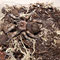 0.1 Brachypelma smithi