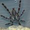 0.0.1 Poecilotheria regalis