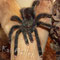 0.1 Avicularia cf. metallica