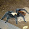 0.1 Brachypelma albiceps