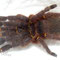 0.1 Ephebopus cyanognathus