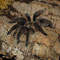  0.1 Brachypelma albopilosum