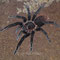 0.1 Sericopelma rubronitens