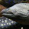 Aquarium in Canet-Plage