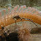 Aquarium in Banyuls-sur-Mer