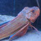 Aquarium in Canet-Plage