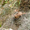 樹上で生活するヤマネ(国の天然記念物)