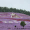 芝桜東藻琴　5月