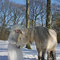 Fantasie & Wirklichkeit Fotografien und Gedichte Kathrin Steiger Winter Wald Märchenwald Schnee Schneefee  Fee Elfe Schneeprinzessin Pferd