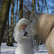 Fantasie & Wirklichkeit Fotografien und Gedichte Kathrin Steiger Winter Wald Märchenwald Schnee Schneefee  Fee Elfe Schneeprinzessin Pferd