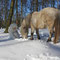 Fantasie & Wirklichkeit Fotografien und Gedichte Kathrin Steiger Winter Wald Märchenwald Schnee Schneefee  Fee Elfe Schneeprinzessin Pferd