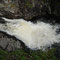 Saumon Atlantique - Salmo salar - Falls of Shin - Ecosse  - Juillet 2008