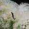 Saumon Atlantique - Salmo salar - Falls of Shin - Ecosse  - Juillet 2008