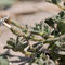 Silene succulenta subsp. corsica - Corse - Avril 2010