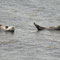 Le phoque commun - Phoca vitulina - Cromarty Firth (Ecosse) - Juillet 2008