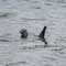 Le phoque commun - Phoca vitulina - Cromarty Firth (Ecosse) - Juillet 2008