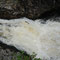 Saumon Atlantique - Salmo salar - Falls of Shin - Ecosse  - Juillet 2008