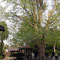 境内にあるイチョウの巨木（2004年4月）