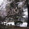 境内にある墓地。梅に雪（2005年3月）