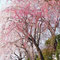 正門前に咲く桜（2013年3月）