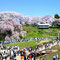 「三春滝桜」遠景。