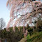 伊勢の桜（郡山市）