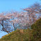 山頂に咲く桜（2013年3月）