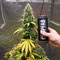 Cannabis grow mit Led Pflanzenlampe Horizon Optimum 320 Watt