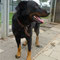 Arko