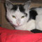 Frieda