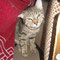 Gismo