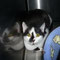 Sam und Samson