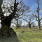 16th feb: Hanbury Hall