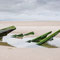27th April: (AM) Ross Sands (between Holy Island and Bamburgh)