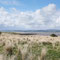28th April: (AM): walk around Holy Island (clockwise from car park)
