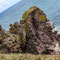 30th April: (AM) Walk to Pettico Wick Bay and St Abbs Head