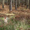 28th April: (PM): Ford Moss nature reserve ( old coal mine) - feral cockerel