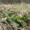 20th Feb: first primroses, Shorthorn Woods