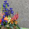 Bouquet iris, mufliers et roses (Plouvien au jardin)