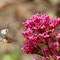 Moro sphinx et valériane (Plouvien au jardin)