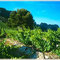 Domaine Brusset